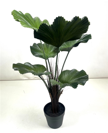 Plante Palm tree - 385